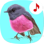 Logo of Bird Songs Ringtones android Application 